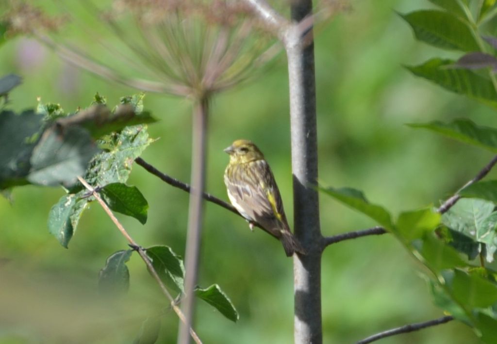 aiuto identificazione 2